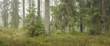 Görkemli Evergreen Ormanı 'nın panoramik manzarası. Güçlü çam ve çam ağaçları, yosun, eğrelti otu, bitkiler. Sis, sis, yumuşak güneş ışığı. Atmosferik manzara. Doğa, çevre, ekoloji. İsveç, İskandinavya