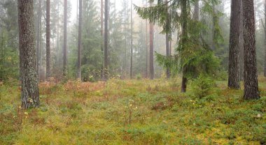 Sonsuz yeşil ormanın içinden geçen yol. Güçlü çam ve çam ağaçları, altın eğreltiotu yaprakları, yosunlar, bitkiler. Yumuşak güneş ışığı. Atmosferik manzara. Sonbahar renkleri. Doğa, mevsimler, ekoloji, ekotuizm