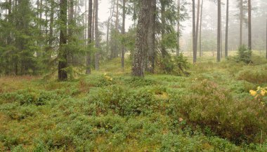 Görkemli Evergreen Ormanı 'nın panoramik manzarası. Güçlü çam ve çam ağaçları, yosun, eğrelti otu, bitkiler. Sis, sis, yumuşak güneş ışığı. Atmosferik manzara. Doğa, çevre, ekoloji. İsveç, İskandinavya