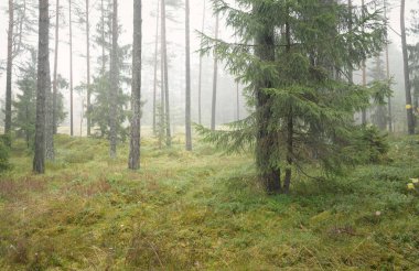 Görkemli Evergreen Ormanı 'nın panoramik manzarası. Güçlü çam ve çam ağaçları, yosun, eğrelti otu, bitkiler. Sis, sis, yumuşak güneş ışığı. Atmosferik manzara. Doğa, çevre, ekoloji. İsveç, İskandinavya