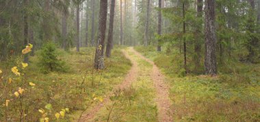 Görkemli Evergreen Ormanı 'na giden yol. Güçlü çam ve çam ağaçları, yosun, eğrelti otu, bitkiler. Sis. Bulutlu bir gün. Atmosferik manzara. Doğa, çevre, ekoloji. İsveç, İskandinavya