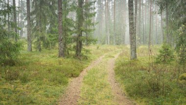 Görkemli Evergreen Ormanı 'na giden yol. Güçlü çam ve çam ağaçları, yosun, eğrelti otu, bitkiler. Sis. Bulutlu bir gün. Atmosferik manzara. Doğa, çevre, ekoloji. İsveç, İskandinavya