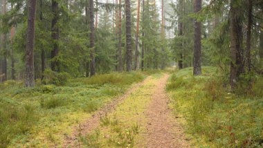 Görkemli Evergreen Ormanı 'na giden yol. Güçlü çam ve çam ağaçları, yosun, eğrelti otu, bitkiler. Sis. Bulutlu bir gün. Atmosferik manzara. Doğa, çevre, ekoloji. İsveç, İskandinavya