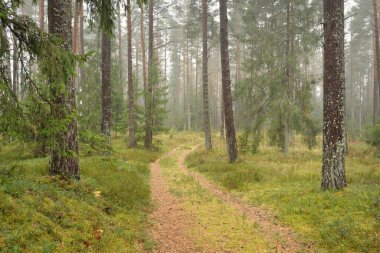 Görkemli Evergreen Ormanı 'na giden yol. Güçlü çam ve çam ağaçları, yosun, eğrelti otu, bitkiler. Sis. Bulutlu bir gün. Atmosferik manzara. Doğa, çevre, ekoloji. İsveç, İskandinavya