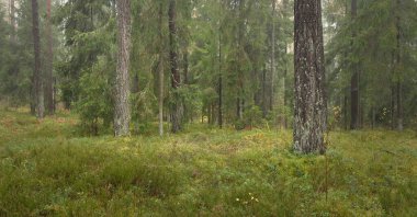 Görkemli Evergreen Ormanı 'nın panoramik manzarası. Güçlü çam ve çam ağaçları, yosun, eğrelti otu, bitkiler. Sis, sis, yumuşak güneş ışığı. Atmosferik manzara. Doğa, çevre, ekoloji. İsveç, İskandinavya