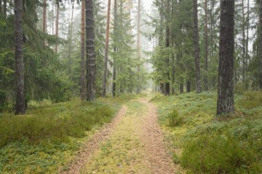 Görkemli Evergreen Ormanı 'na giden yol. Güçlü çam ve çam ağaçları, yosun, eğrelti otu, bitkiler. Sis. Bulutlu bir gün. Atmosferik manzara. Doğa, çevre, ekoloji. İsveç, İskandinavya