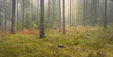 Görkemli Evergreen Ormanı 'nın panoramik manzarası. Güçlü çam ve çam ağaçları, yosun, eğrelti otu, bitkiler. Sis, sis, yumuşak güneş ışığı. Atmosferik manzara. Doğa, çevre, ekoloji. İsveç, İskandinavya