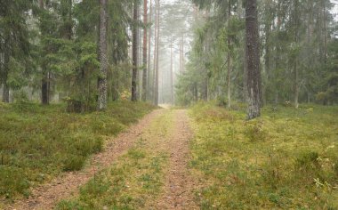 Görkemli Evergreen Ormanı 'na giden yol. Güçlü çam ve çam ağaçları, yosun, eğrelti otu, bitkiler. Sis. Bulutlu bir gün. Atmosferik manzara. Doğa, çevre, ekoloji. İsveç, İskandinavya