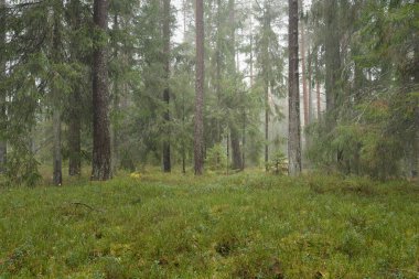 Görkemli Evergreen Ormanı 'nın panoramik manzarası. Güçlü çam ve çam ağaçları, yosun, eğrelti otu, bitkiler. Sis, sis, yumuşak güneş ışığı. Atmosferik manzara. Doğa, çevre, ekoloji. İsveç, İskandinavya