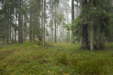 Görkemli Evergreen Ormanı 'nın panoramik manzarası. Güçlü çam ve çam ağaçları, yosun, eğrelti otu, bitkiler. Sis, sis, yumuşak güneş ışığı. Atmosferik manzara. Doğa, çevre, ekoloji. İsveç, İskandinavya