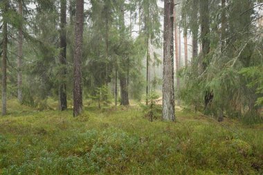 Görkemli Evergreen Ormanı 'nın panoramik manzarası. Güçlü çam ve çam ağaçları, yosun, eğrelti otu, bitkiler. Sis, sis, yumuşak güneş ışığı. Atmosferik manzara. Doğa, çevre, ekoloji. İsveç, İskandinavya