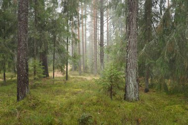 Panoramic view of the majestic evergreen forest. Mighty pine and spruce trees, moss, fern, plants. Fog, mist, soft sunlight. Atmospheric landscape. Nature, environment, ecology. Sweden, Scandinavia