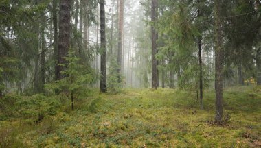 Görkemli Evergreen Ormanı 'nın panoramik manzarası. Güçlü çam ve çam ağaçları, yosun, eğrelti otu, bitkiler. Sis, sis, yumuşak güneş ışığı. Atmosferik manzara. Doğa, çevre, ekoloji. İsveç, İskandinavya