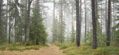 Görkemli Evergreen Ormanı 'na giden yol. Güçlü çam ve çam ağaçları, yosun, eğrelti otu, bitkiler. Sis. Bulutlu bir gün. Atmosferik manzara. Doğa, çevre, ekoloji. İsveç, İskandinavya