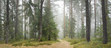 Görkemli Evergreen Ormanı 'na giden yol. Güçlü çam ve çam ağaçları, yosun, eğrelti otu, bitkiler. Sis. Bulutlu bir gün. Atmosferik manzara. Doğa, çevre, ekoloji. İsveç, İskandinavya
