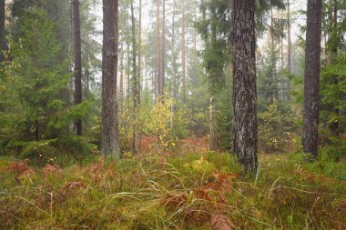 Sonsuz yeşil ormanın içinden geçen yol. Güçlü çam ve çam ağaçları, altın eğreltiotu yaprakları, yosunlar, bitkiler. Yumuşak güneş ışığı. Atmosferik manzara. Sonbahar renkleri. Doğa, mevsimler, ekoloji, ekotuizm