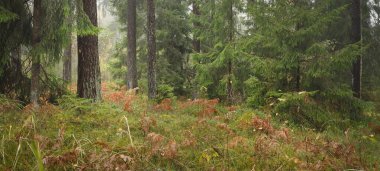 Sonsuz yeşil ormanın içinden geçen yol. Güçlü çam ve çam ağaçları, altın eğreltiotu yaprakları, yosunlar, bitkiler. Yumuşak güneş ışığı. Atmosferik manzara. Sonbahar renkleri. Doğa, mevsimler, ekoloji, ekotuizm
