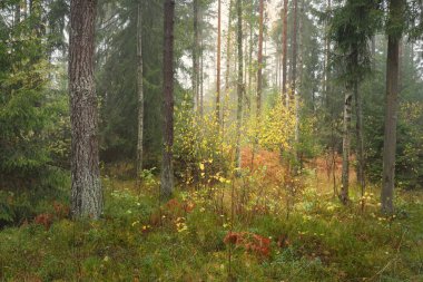 Görkemli Evergreen Ormanı 'nın panoramik manzarası. Güçlü çam ve çam ağaçları, yosun, eğrelti otu, bitkiler. Sis, sis, yumuşak güneş ışığı. Atmosferik manzara. Doğa, çevre, ekoloji. İsveç, İskandinavya