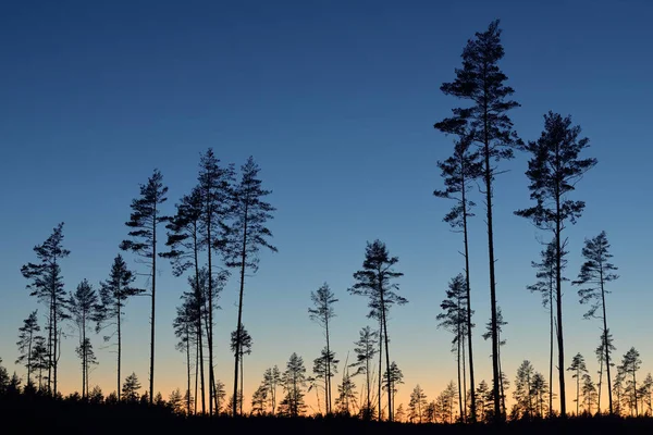 Günbatımında Evergreen Ormanı. Güçlü çam ağaçlarının karanlık siluetleri. Gökyüzü açık. Atmosferik manzara. Doğa, çevre koruma, ormanların tahrip edilmesi, yeniden ağaçlandırılması