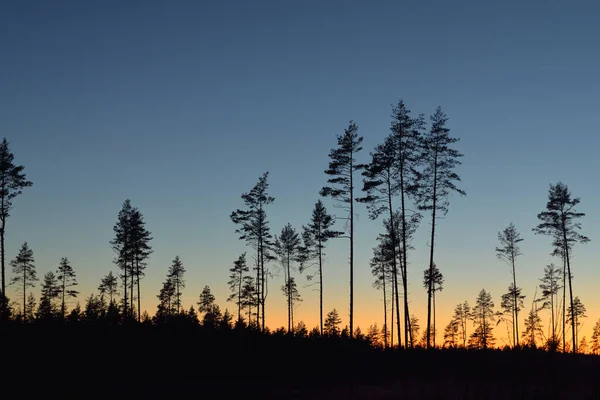 Günbatımında Evergreen Ormanı. Güçlü çam ağaçlarının karanlık siluetleri. Gökyüzü açık. Atmosferik manzara. Doğa, çevre koruma, ormanların tahrip edilmesi, yeniden ağaçlandırılması