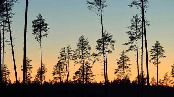 Günbatımında Evergreen Ormanı. Güçlü çam ağaçlarının karanlık siluetleri. Gökyüzü açık. Atmosferik manzara. Doğa, çevre koruma, ormanların tahrip edilmesi, yeniden ağaçlandırılması