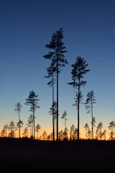 Evergreen Forest Sunset Dark Silhouettes Mighty Pine Trees Clear Sky — Photo