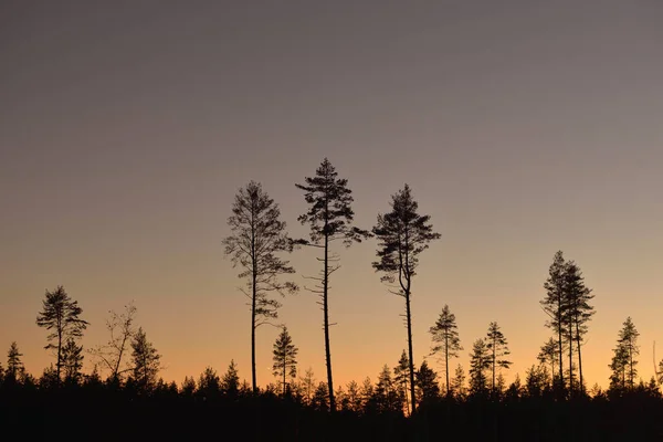 Immergrüner Wald Bei Sonnenuntergang Dunkle Silhouetten Mächtiger Kiefern Klarer Himmel — Stockfoto