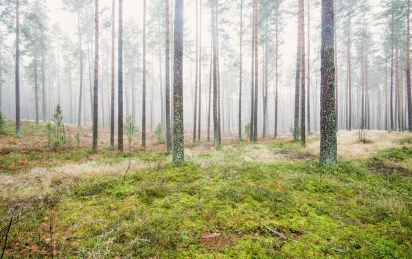 Pathway Evergreen Forest White Mist Pine Trees Moss Fern Plants — Stock Photo, Image