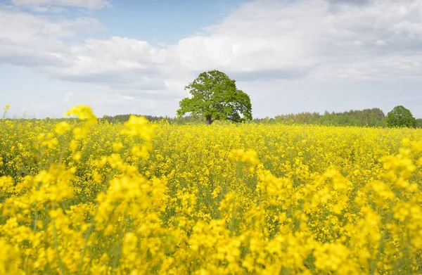 乡村风景 开花结果的黄色油菜籽地和雄伟的橡树在一个晴朗的晴天的背景 生物技术 食品工业 替代能源 — 图库照片