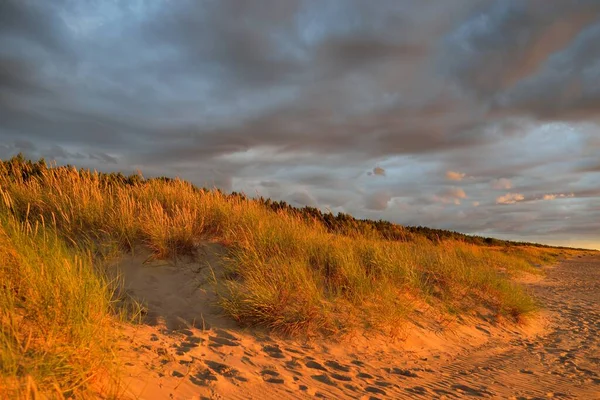 Dramatik günbatımı gökyüzü, Baltık deniz kıyısında fırtına bulutları. Kum çimi (Ammophila). Yumuşak güneş ışığı, altın saat. Doğa, çevre, ekoloji, botanik