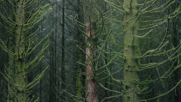 Selva Tropical Siempreverde Escocesa Poderosos Pinos Abetos Musgo Plantas Helechos —  Fotos de Stock