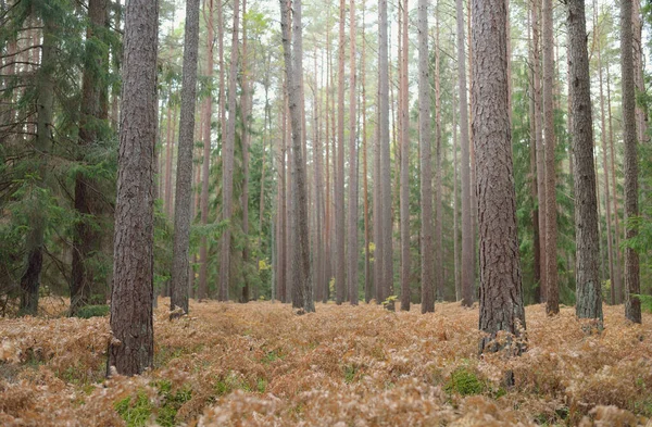 Parcours Travers Forêt Feuilles Persistantes Puissants Pins Épinettes Feuilles Fougère — Photo