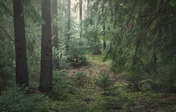 Sentiero Tra Colline Della Maestosa Foresta Sempreverde Potenti Pini Abeti — Foto Stock