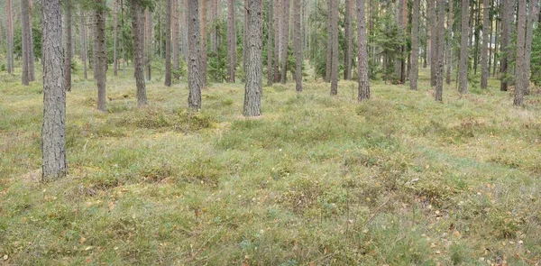 Panoramic View Majestic Evergreen Forest Mighty Pine Spruce Trees Moss — Stock Photo, Image