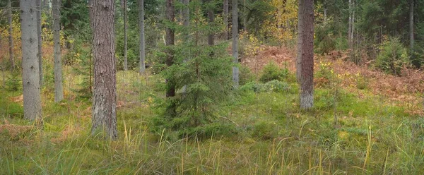 Panoramic View Majestic Evergreen Forest Mighty Pine Spruce Trees Moss — Stockfoto