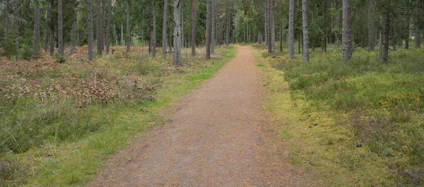Pathway Majestic Evergreen Forest Mighty Pine Spruce Trees Moss Fern — Foto de Stock