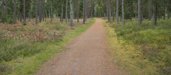 Pathway Majestic Evergreen Forest Mighty Pine Spruce Trees Moss Fern — Stock fotografie