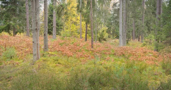 Görkemli Evergreen Ormanı Nın Panoramik Manzarası Güçlü Çam Çam Ağaçları — Stok fotoğraf