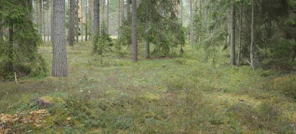 Görkemli Evergreen Ormanı 'nın panoramik manzarası. Güçlü çam ve çam ağaçları, yosun, eğrelti otu, bitkiler. Sis, sis, yumuşak güneş ışığı. Atmosferik manzara. Doğa, çevre, ekoloji. İsveç, İskandinavya