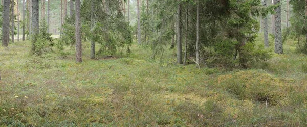 Görkemli Evergreen Ormanı 'nın panoramik manzarası. Güçlü çam ve çam ağaçları, yosun, eğrelti otu, bitkiler. Sis, sis, yumuşak güneş ışığı. Atmosferik manzara. Doğa, çevre, ekoloji. İsveç, İskandinavya