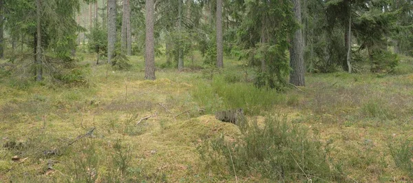 Görkemli Evergreen Ormanı 'nın panoramik manzarası. Güçlü çam ve çam ağaçları, yosun, eğrelti otu, bitkiler. Sis, sis, yumuşak güneş ışığı. Atmosferik manzara. Doğa, çevre, ekoloji. İsveç, İskandinavya