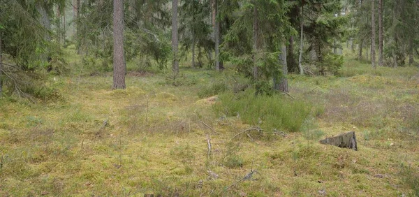 Görkemli Evergreen Ormanı 'nın panoramik manzarası. Güçlü çam ve çam ağaçları, yosun, eğrelti otu, bitkiler. Sis, sis, yumuşak güneş ışığı. Atmosferik manzara. Doğa, çevre, ekoloji. İsveç, İskandinavya