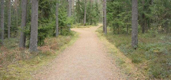 Pathway Majestic Evergreen Forest Mighty Pine Spruce Trees Moss Fern — Stok fotoğraf