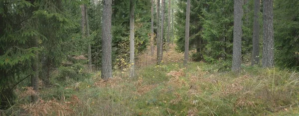 Panoramic View Majestic Evergreen Forest Mighty Pine Spruce Trees Moss — Zdjęcie stockowe