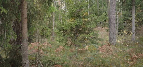 Görkemli Evergreen Ormanı 'nın panoramik manzarası. Güçlü çam ve çam ağaçları, yosun, eğrelti otu, bitkiler. Sis, sis, yumuşak güneş ışığı. Atmosferik manzara. Doğa, çevre, ekoloji. İsveç, İskandinavya