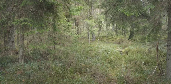 Panoramic View Majestic Evergreen Forest Mighty Pine Spruce Trees Moss — Stock Photo, Image