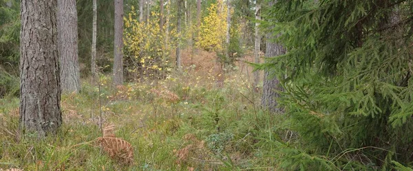 Görkemli Evergreen Ormanı 'nın panoramik manzarası. Güçlü çam ve çam ağaçları, yosun, eğrelti otu, bitkiler. Sis, sis, yumuşak güneş ışığı. Atmosferik manzara. Doğa, çevre, ekoloji. İsveç, İskandinavya