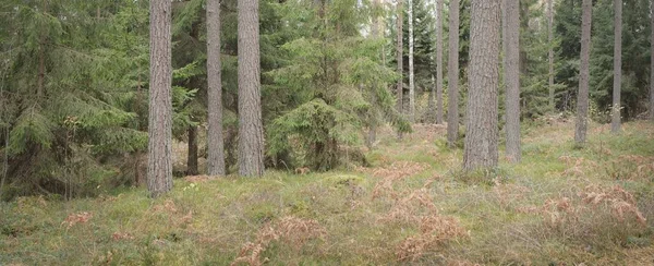 Görkemli Evergreen Ormanı 'nın panoramik manzarası. Güçlü çam ve çam ağaçları, yosun, eğrelti otu, bitkiler. Sis, sis, yumuşak güneş ışığı. Atmosferik manzara. Doğa, çevre, ekoloji. İsveç, İskandinavya