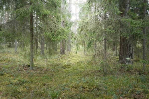 Görkemli Evergreen Ormanı 'nın panoramik manzarası. Güçlü çam ve çam ağaçları, yosun, eğrelti otu, bitkiler. Sis, sis, yumuşak güneş ışığı. Atmosferik manzara. Doğa, çevre, ekoloji. İsveç, İskandinavya