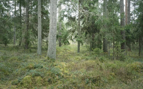 宏伟的常绿森林的全景 高大的松树和云杉树 柔和的阳光 大气景观 斯堪的纳维亚 — 图库照片